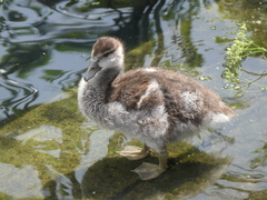 Alopochen aegyptiaca