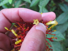 Palicourea croceoides
