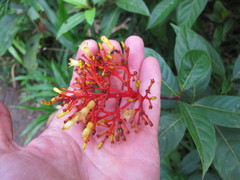 Palicourea croceoides