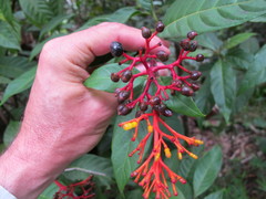 Palicourea croceoides