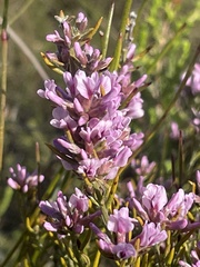 Amphithalea ericifolia