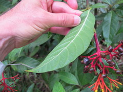 Palicourea croceoides
