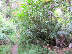 Palicourea croceoides