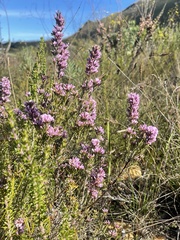 Amphithalea ericifolia