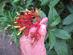 Palicourea croceoides