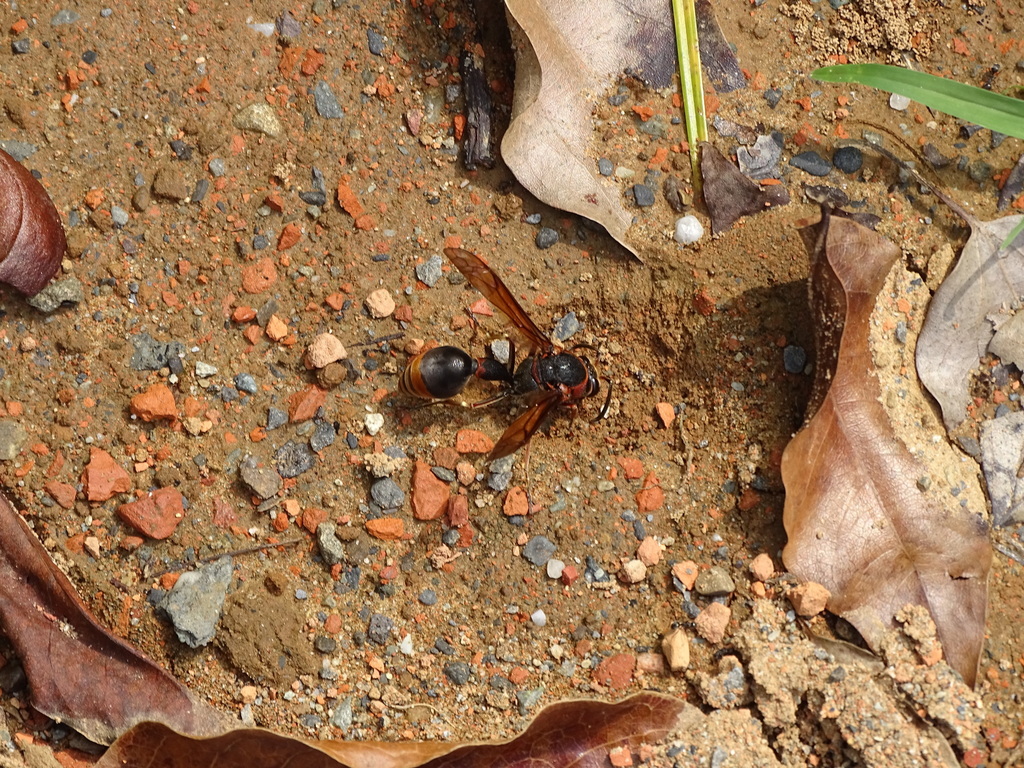 Oreumenes decoratus