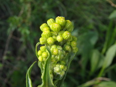 Senecio doria