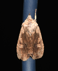 Lithophane hemina