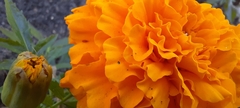 Tagetes erecta