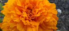 Tagetes erecta