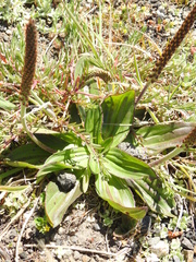 Plantago subnuda