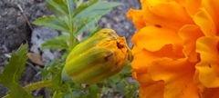 Tagetes erecta