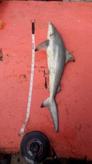 Carcharhinus limbatus