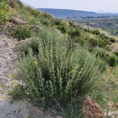 Artemisia barrelieri
