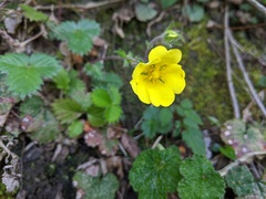 Potentilla matsumurae