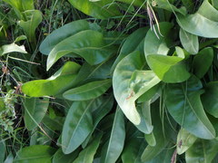 Senecio doria