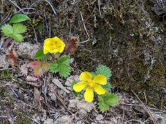 Potentilla matsumurae
