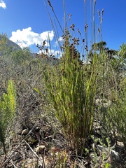 Elegia microcarpa