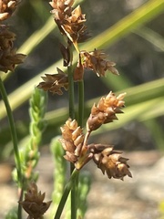 Elegia microcarpa