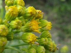 Senecio doria
