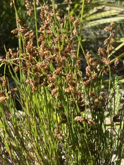 Elegia microcarpa