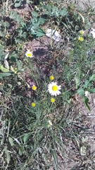 Tripleurospermum inodorum