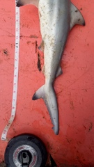 Carcharhinus limbatus