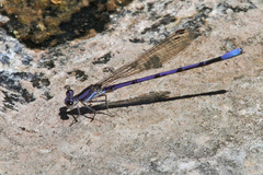 Argia hinei