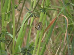 Isturgia limbaria