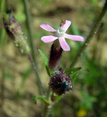 Silene fuscata
