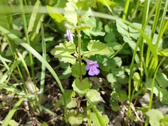 Glechoma hederacea
