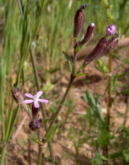 Silene fuscata