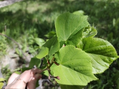 Tilia cordata