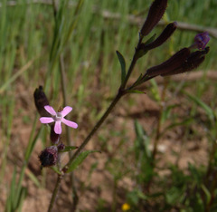 Silene fuscata