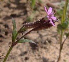 Silene fuscata