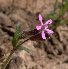 Silene fuscata