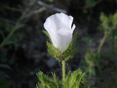 Malva setigera