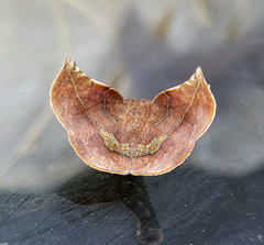Garaeus apicata