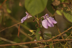 Impatiens textorii