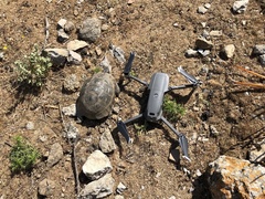 Testudo graeca ibera