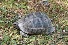 Testudo graeca ibera