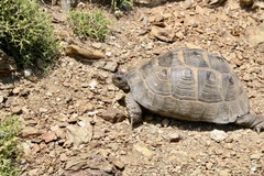 Testudo graeca ibera