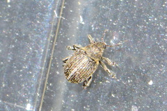 Curculionidae