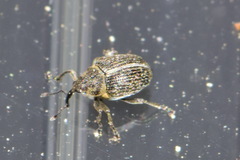 Curculionidae