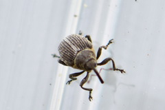 Curculionidae
