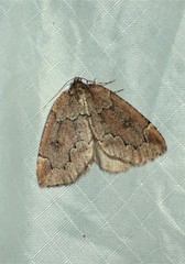 Spodolepis substriataria