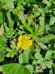 Potentilla reptans