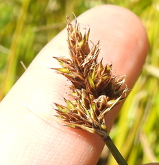 Carex subbracteata