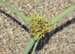 Cyperus capitatus