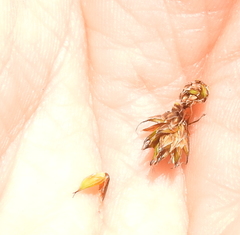 Carex subbracteata